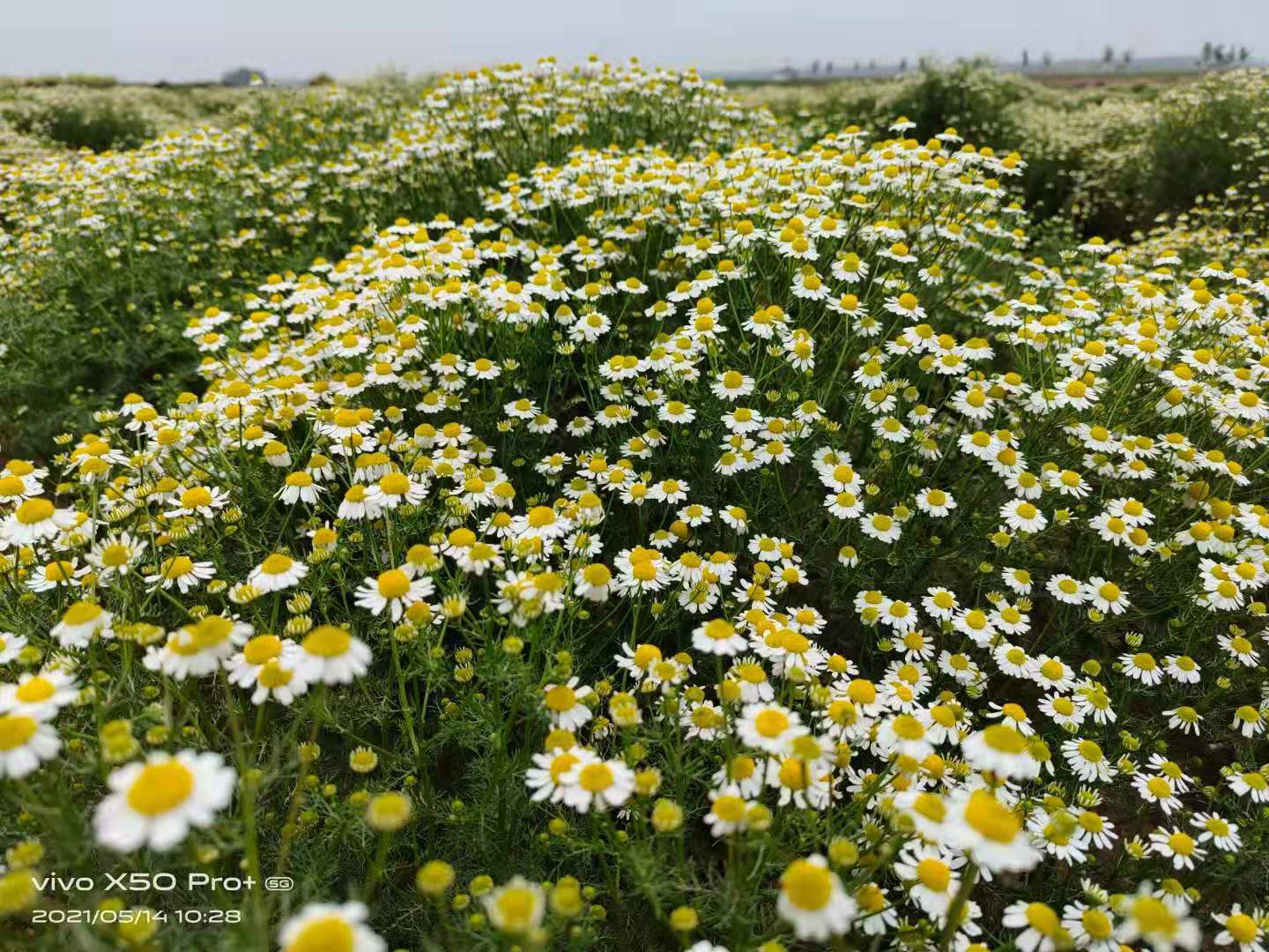 德国洋甘菊精油